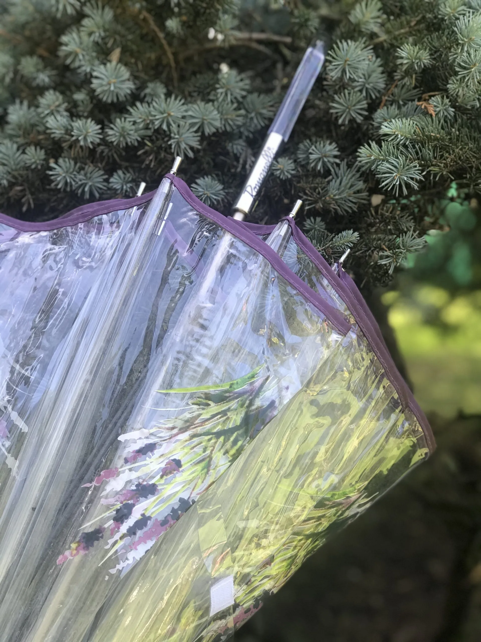 Paraguas Largo Transparente con Ribete Morado, Manual y Antiviento